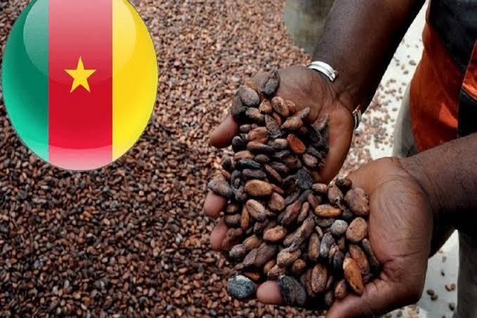 prix du cacao prix du cacao Cameroun