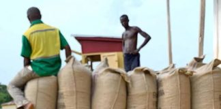 Les prix du cacao atteignent leur plus haut niveau de la campagne 2025-2026 au Cameroun prix du cacao au Cameroun