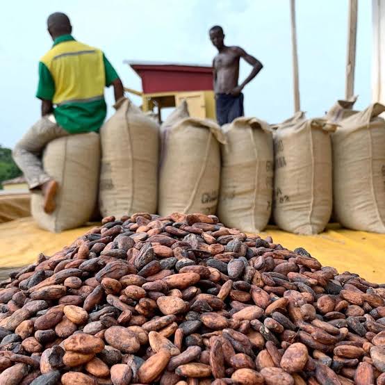 prix du cacao prix du cacao au Cameroun