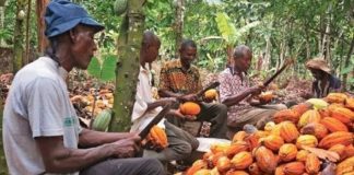 Quelle est la production de cacao au Cameroun ? Chiffres, régions productrices et enjeux production de cacao au Cameroun