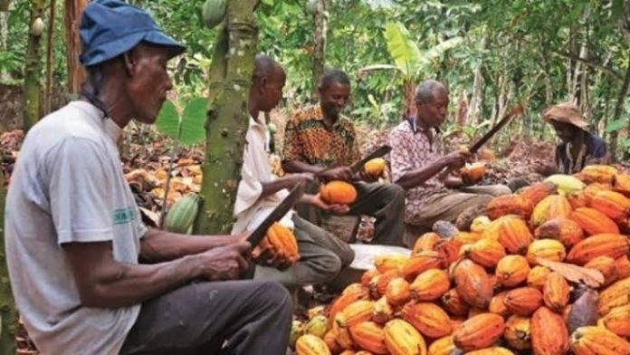 production de cacao au Cameroun