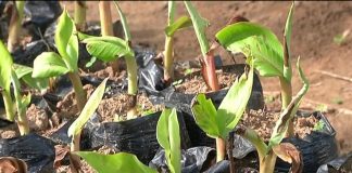 Quel projet agricole lancer avec 50 000 FCFA au Cameroun ? projet agricole