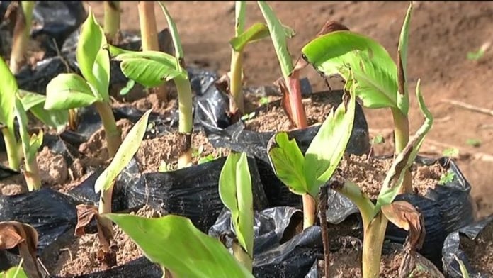 projet agricole