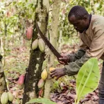Pourquoi certaines récoltes commencent par une bénédiction au Cameroun ? récoltes au Cameroun