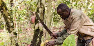 Pourquoi certaines récoltes commencent par une bénédiction au Cameroun ? récoltes au Cameroun