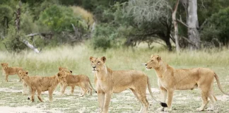 Peut-on voir des lions au Cameroun ? Peut-on voir des lions au Cameroun ?