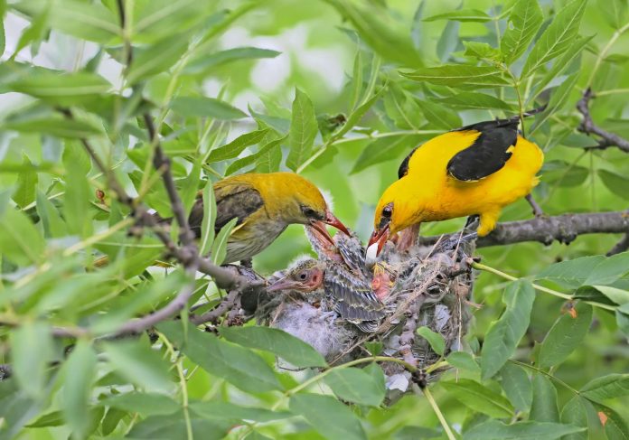 observer les oiseaux