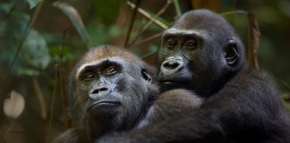 Où voir les gorilles de plaine au Cameroun ? voir les gorilles de plaine